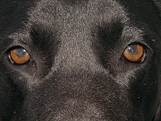 Portrait of a big baby