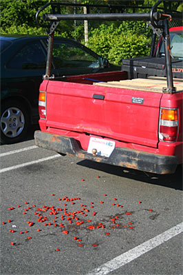 Red truck tomatoes
