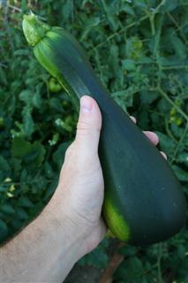 Squash from our urban garden